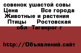 совенок ушастой совы › Цена ­ 5 000 - Все города Животные и растения » Птицы   . Ростовская обл.,Таганрог г.